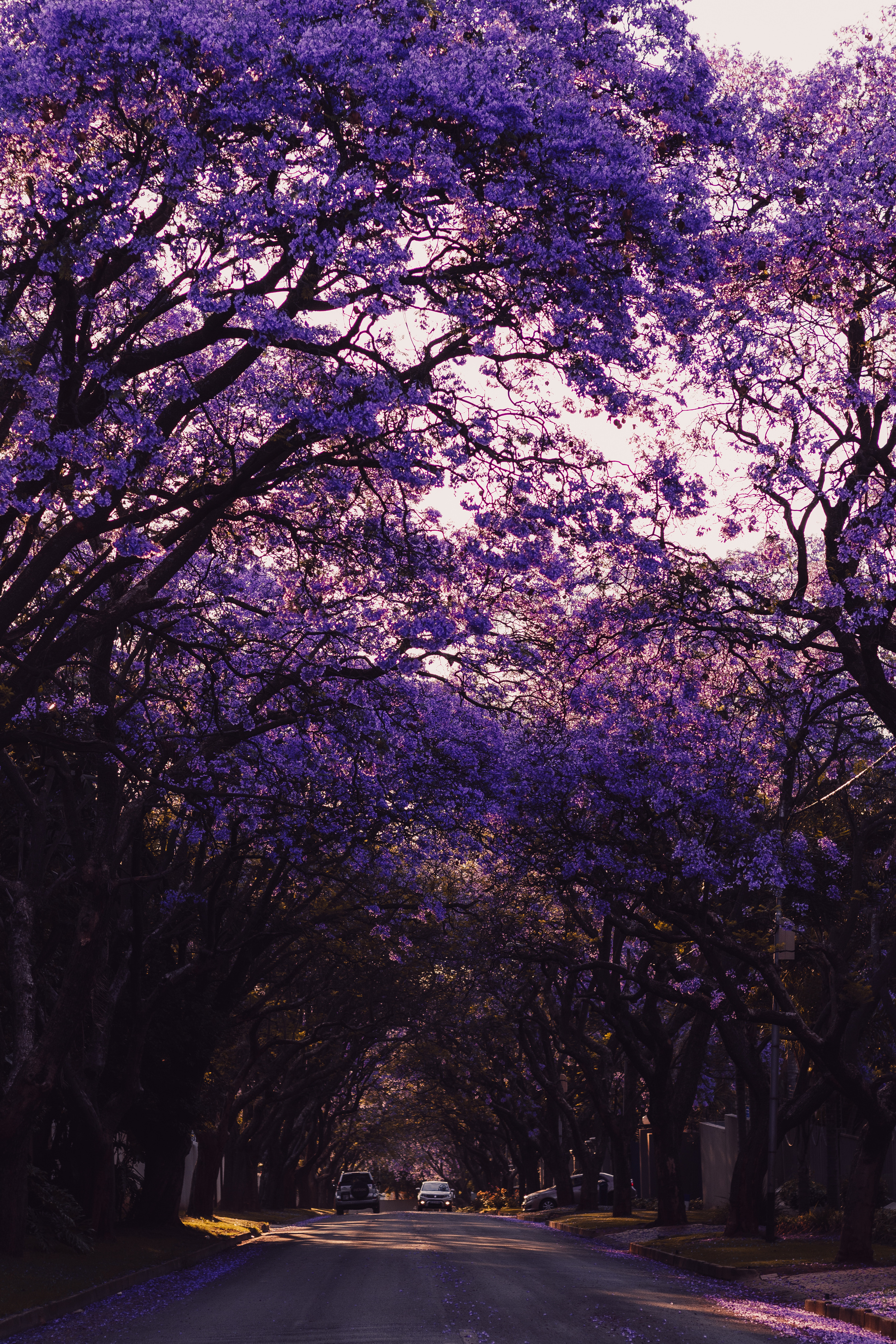 Purple Leaf Trees